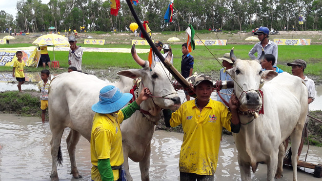 Đôi bò chiến thắng của ông Sang.