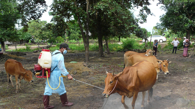 Phun thuốc tiêu độc, khử trùng.