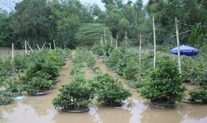 Những ruộng hoa tiêu điều, xác xơ sau lũ trở thành nỗi ám ảnh nợ nần, thiếu đói của nhiều nông dân TT-Huế khi Tết Nguyên đán cận kề. Ảnh: Văn Thông