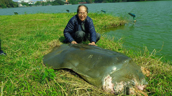 Cụ rùa Hồ Gươm lúc sống. Ảnh: FB Ha Dinh Duc