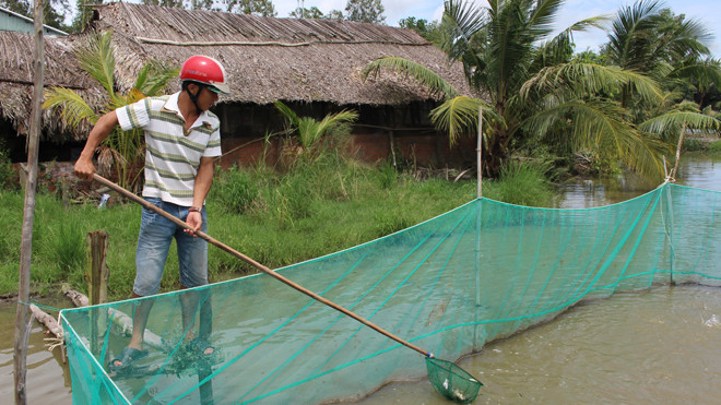 Người dân xã Thạnh Trị vớt cá chết.