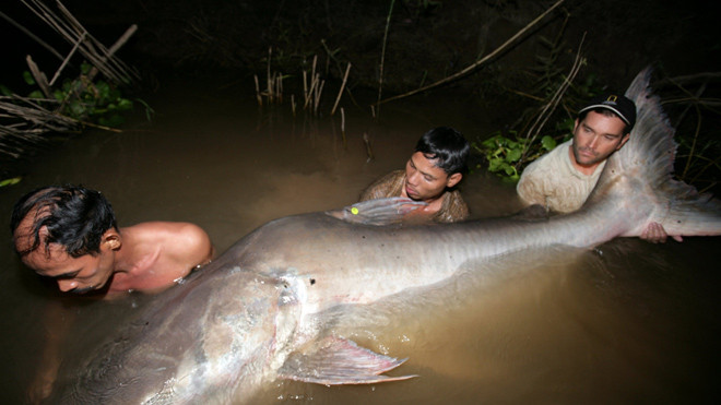 Loài cá tra dầu khổng lồ sông Mekong. Nguồn: Aquanetviet
