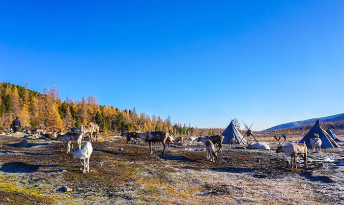 Xứ sở của bộ lạc tuần lộc. Ảnh: NVCC