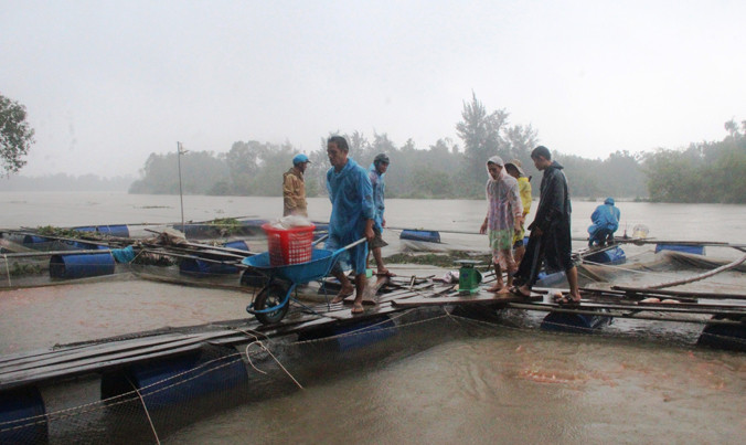 Hàng chục tấn cá bị tuột nhớt, hấp hối khiến người dân phải bán rẻ. Ảnh: H. Văn