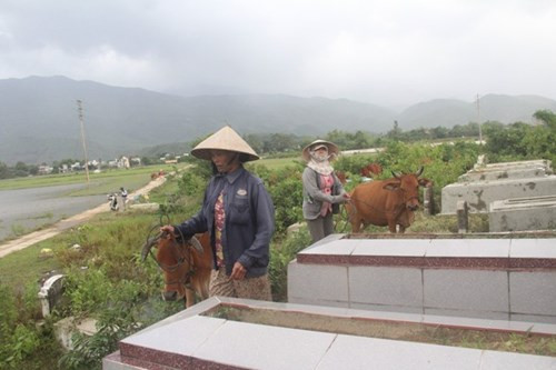 Dân dắt trâu bò lên núi chạy thủy điện xả lũ