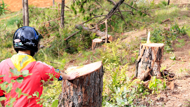 Hàng loạt cây thông lớn bị cưa hạ.