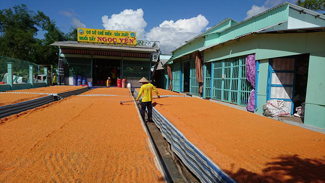 Công nhân phơi muối sấy ở cơ sở Ngọc Yến.