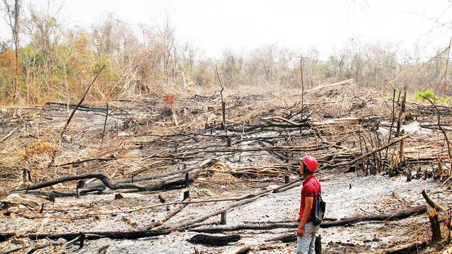 Nhiều diện tích rừng bị phá làm nương rẫy. Ảnh: L.T