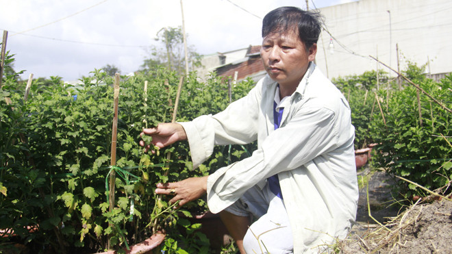 Hơn nửa số ly bán Tết của ông Lê Thành Nhi bị héo vàng, cụt đọt. Ảnh: Thanh Trần