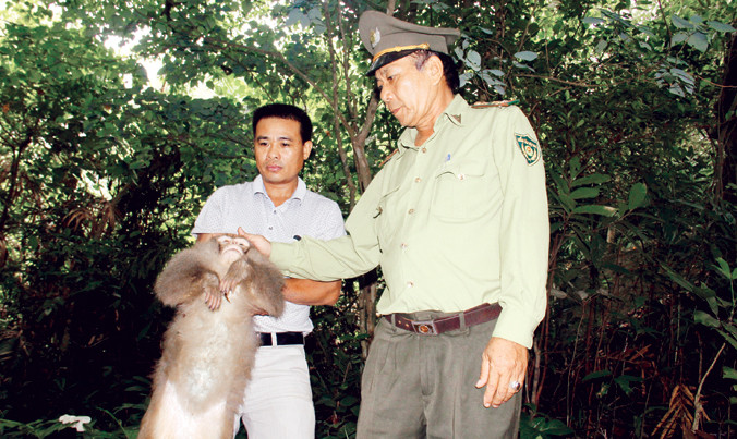 Anh Trần Văn Dũng cùng lực lượng kiểm lâm liên quận Sơn Trà - Ngũ Hành Sơn (Đà Nẵng) thả chú khỉ đuôi lợn được anh giải cứu về núi Sơn Trà. Ảnh: Thanh Trần