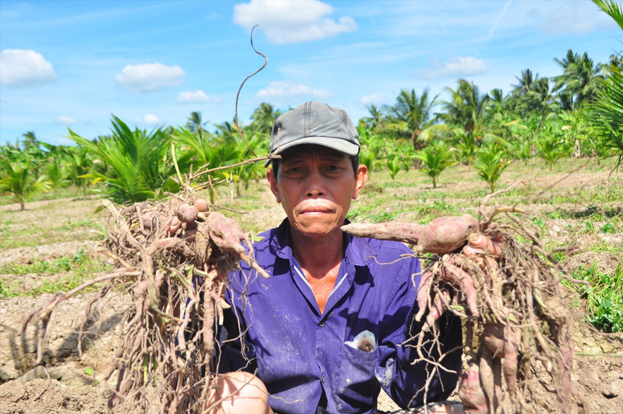 Ông Ngô Hoàng Yến bên ruộng khoai ngoài đồng  