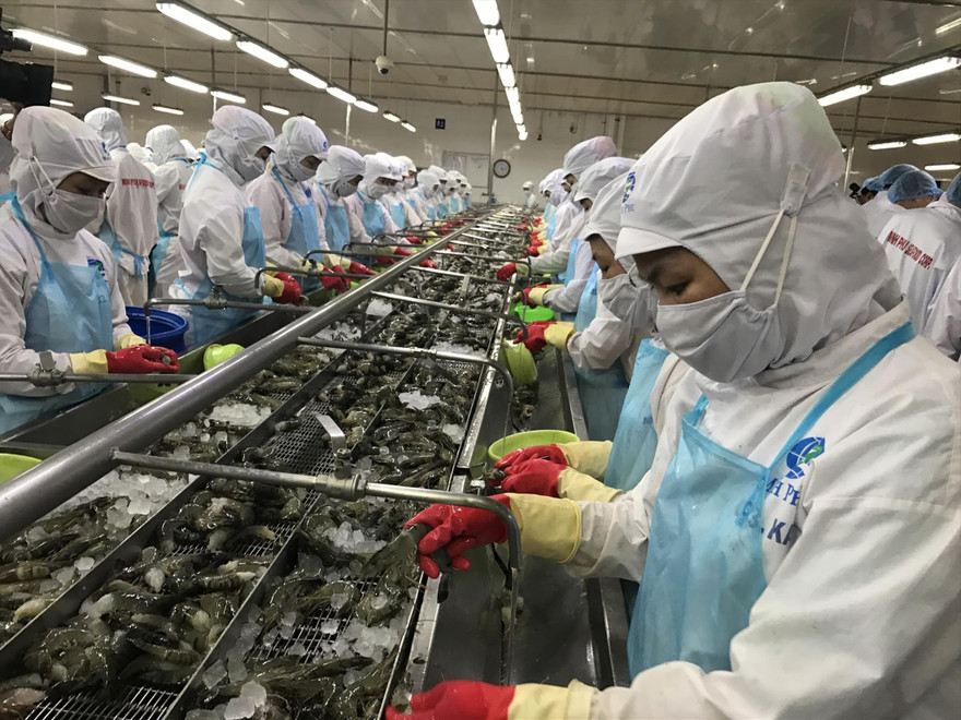 EVFTA sẽ thúc đẩy xuất khẩu thuỷ sản của Việt Nam vào EU tăng trong thời gian tới. Ảnh: Bình Phương 