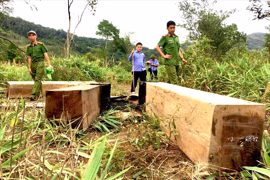 Phóng viên báo Tiền Phong dẫn lực lượng chức năng vào hiện trường vụ lâm tặc tàn phá cánh rừng giáp ranh giữa huyện Ia Pa và Kông Chro ở Gia Lai