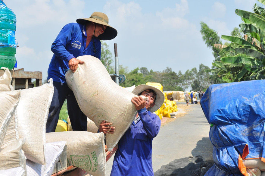 Ở ĐBSCL, giá gạo dùng cho dự trữ quốc gia đang ở mức cao. Ảnh: Anh Tuấn