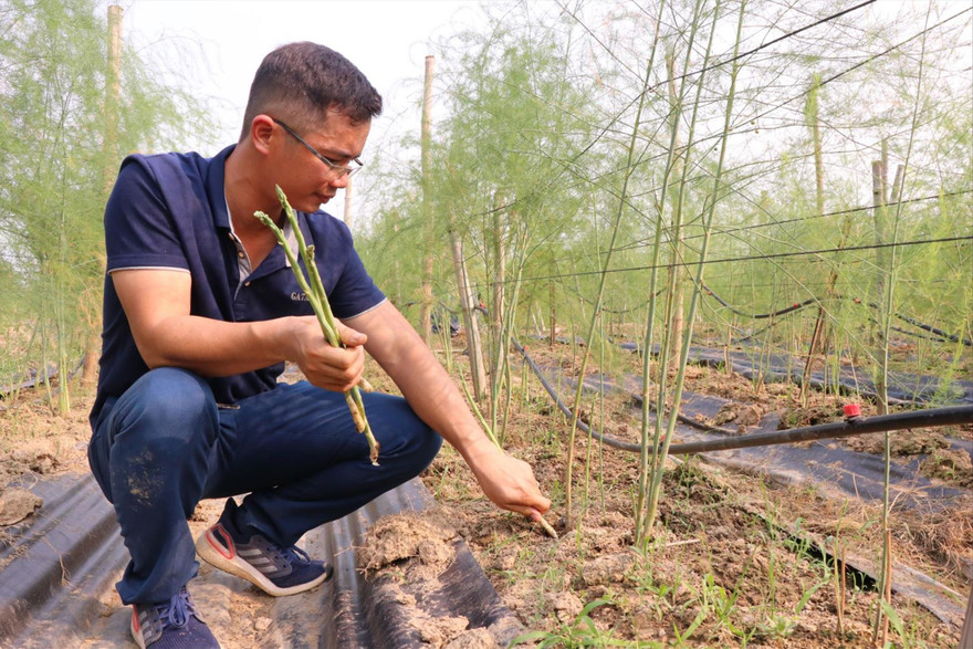 Kỹ sư Phạm Văn Sơn trong vườn măng tây của mình. Ảnh: N.T