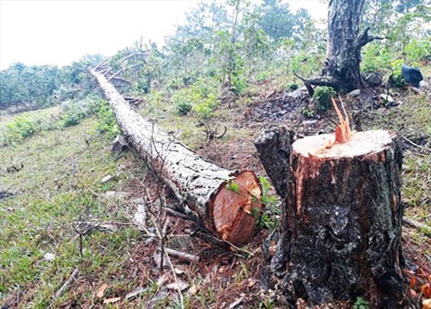 Thông mới bị cưa hạ, nhựa vẫn còn ứa ra 