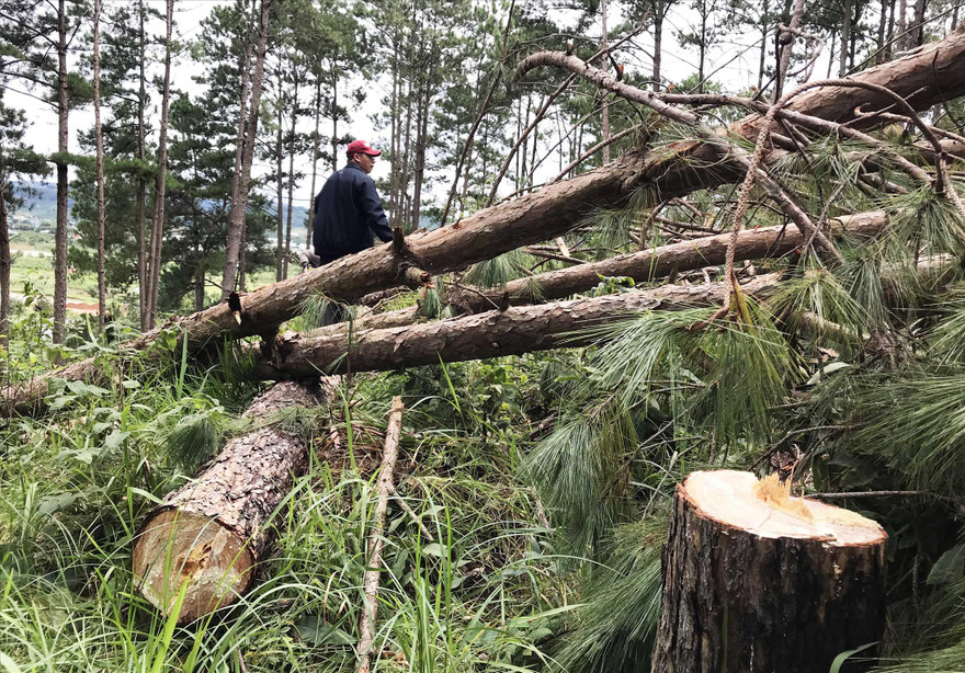 Rừng do Ban quản lý rừng phòng hộ Lâm Hà quản lý bị tàn phá 