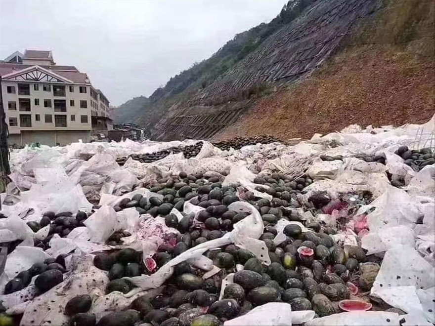 Do ùn ứ dài ngày, thời tiết khắc nghiệt, hoa quả đưa được sang Trung Quốc đã hư hỏng nhiều. Ảnh: Duy Chiến 