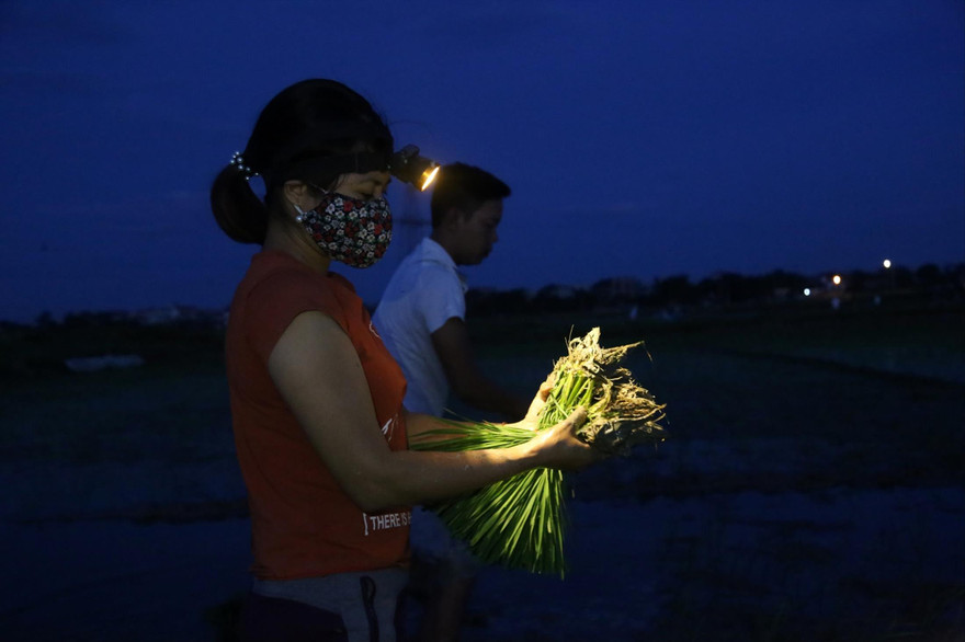Vợ chồng anh Nhật-chị Hương đi cấy lúa lúc 2h sáng