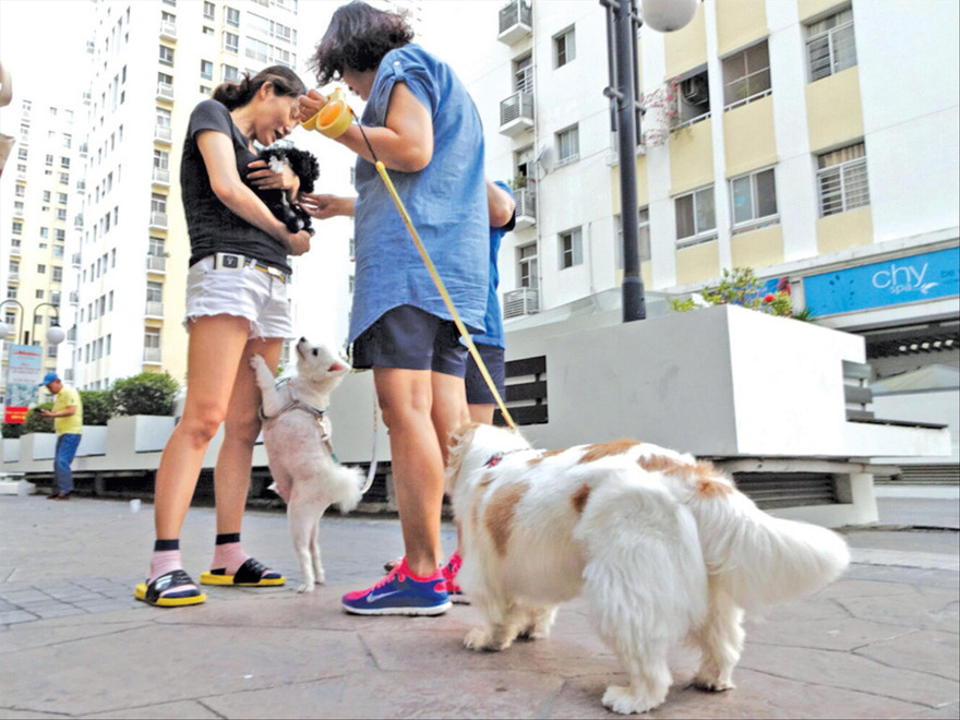 Chó đi dạo ở sân chung cư trong khi không được rọ mõm. Ảnh: Như Ý