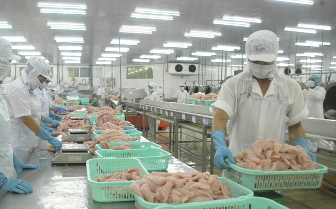 Chế biến cá tra xuất khẩu. Ảnh: Cảnh Kỳ