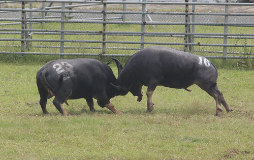 Hai con trâu đấu nhau chứ không phải Lễ hội chọi trâu diễn ra tại sân vận động huyện Phúc Thọ.