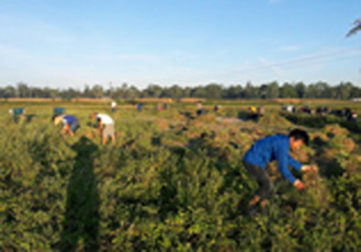 ĐVTN huyện Nghi Lộc (Nghệ An) thu hoạch lạc để gây quỹ. Ảnh: FB Huyện Đoàn Nghi Lộc