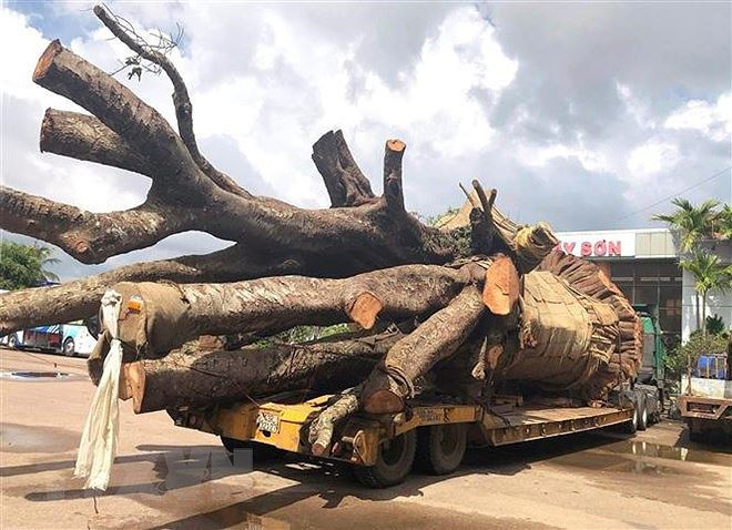 Chiếc xe chở cây “siêu khủng” bị lực lượng CSGT tạm giữ vì không có giấy phép lưu hành đặc biệt. Ảnh: TTXVN