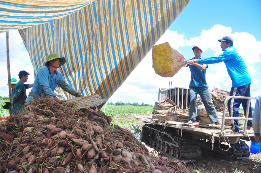 Anh Nguyễn Ngọc Mai (bìa phải) cùng nhân công thu hoạch khoai lang
