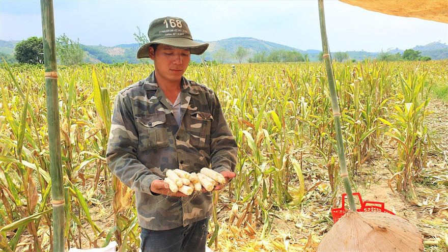 Nông dân trồng bắp lấy hạt nhưng thu cùi nhiều hơn 