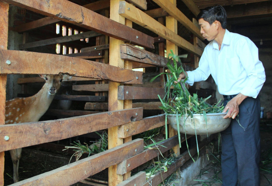 Mô hình nuôi hươu sao của gia đình ông Dụ 