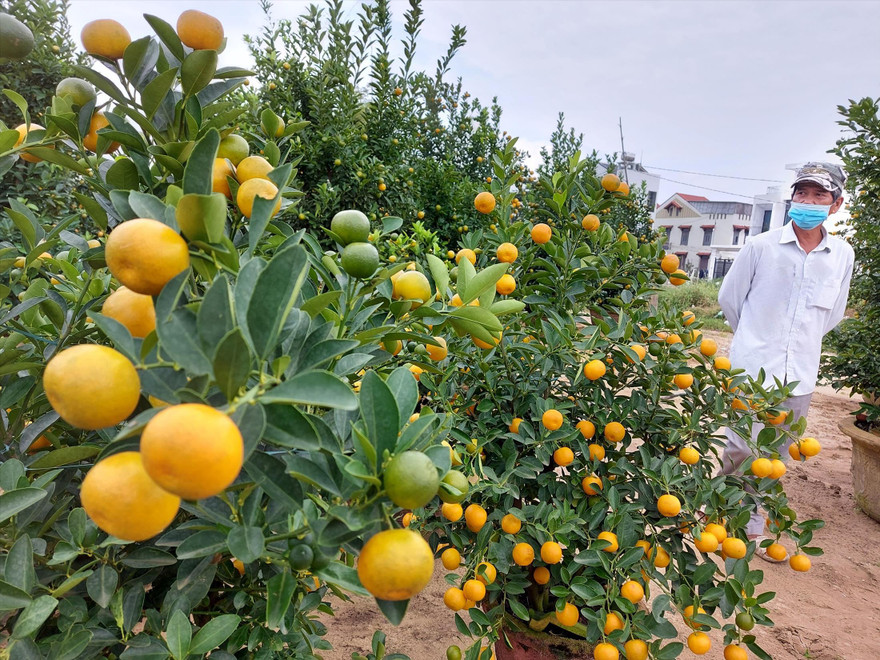 Đến nay mới có 30% số quất được thương lái đặt cọc mua khiến người dân ở “thủ phủ” quất cảnh Cẩm Hà nhấp nhổm 