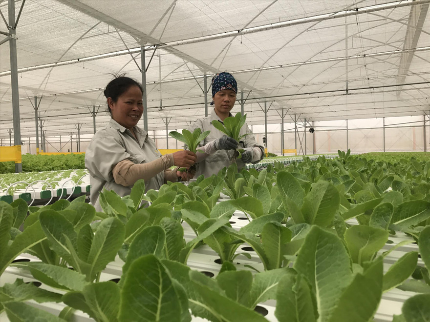 Trồng rau sạch tại một doanh nghiệp nông nghiệp công nghệ cao