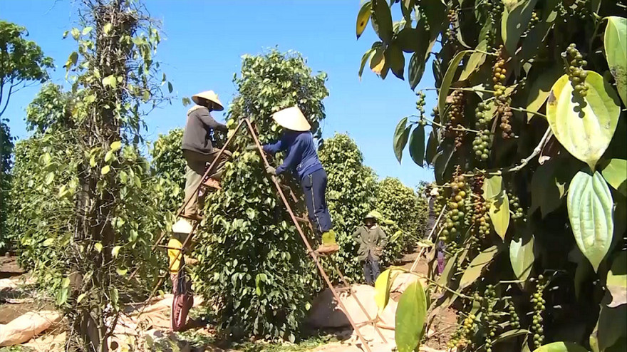 Người dân trèo lên thang để hái tiêu 