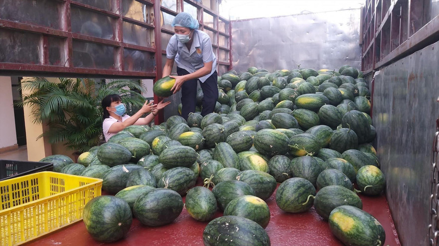 Dưa hấu trên những chuyến xe hỗ trợ tiêu thụ ở Hà Nội. Ảnh: Hoàng Mạnh Thắng 