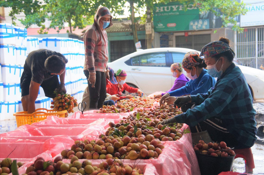 Đóng gói vải thiều tại một điểm thu mua ở Lục Ngạn (Bắc Giang)