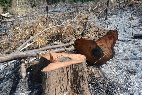 Khu vực rừng bị phá thuộc sự quản lý của Cty Lâm nghiệp Quảng Sơn 