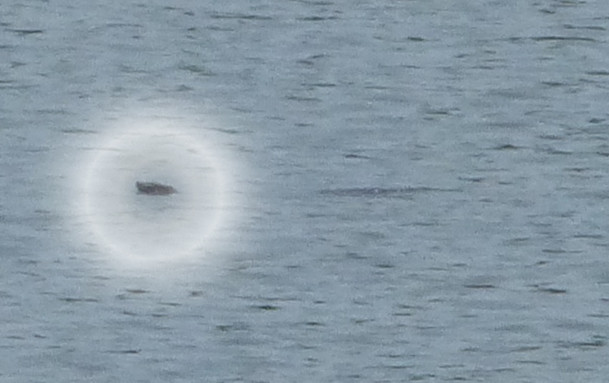 Cá thể rùa Hoàn Kiếm được ghi nhận tại hồ Xuân Khanh, Hà Nội. Ảnh: ATP 