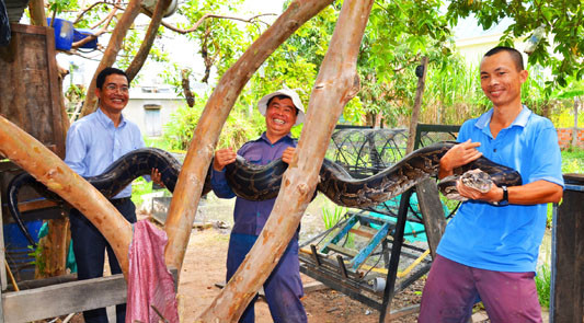 Nuôi trăn khổng lồ ở Gia Lai