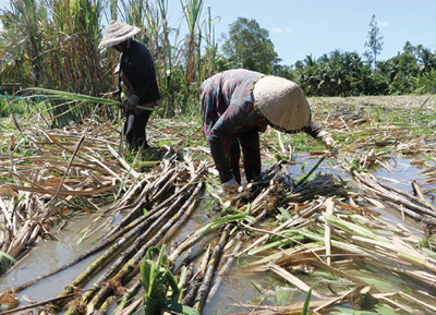 Thu hoạch mía bị ngập nước tại huyện Phụng Hiệp, tỉnh Hậu Giang Ảnh: CK 