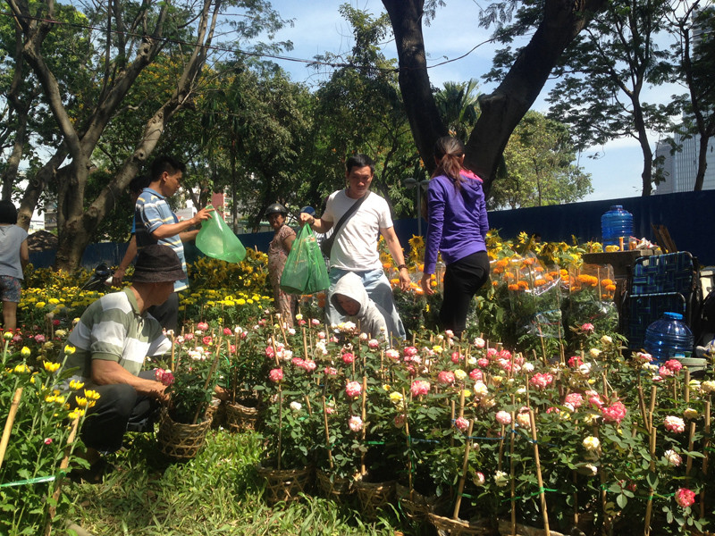 Hoa đại hạ giá chỉ 25.000 đồng – 50.000 đồng/chậu.