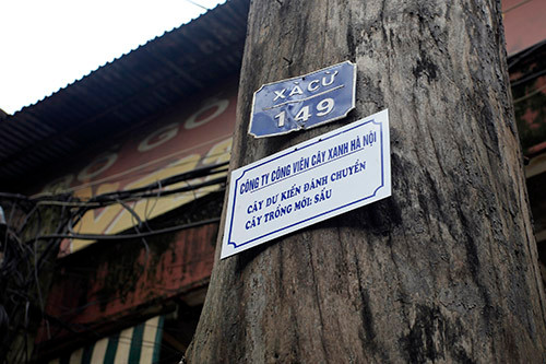 Những cây bị đánh chuyển sẽ được lập hồ sơ, công khai thông tin. Ảnh: Quý Đoàn/ VnExpress