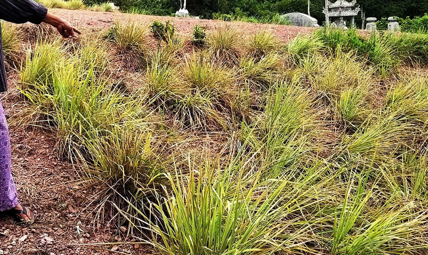 Đất nông nghiệp dân trồng cây hàng năm tại phường Thủy Xuân được chính quyền thành phố Huế áp giá đền bù 23.300 đồng/m2 