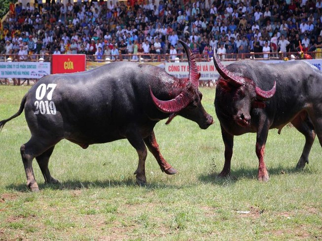 Trâu số 7 chiến thắng trận chung kết