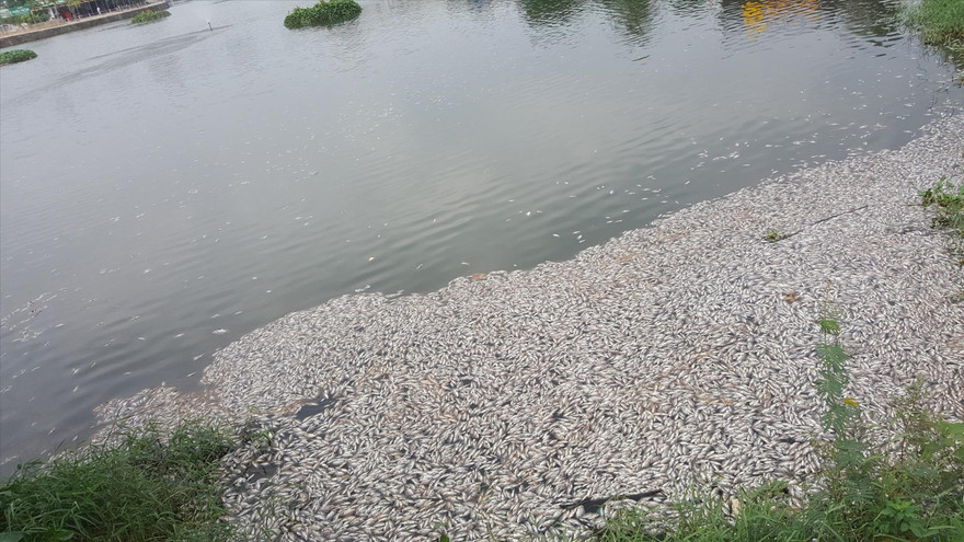 Cá chết nổi trắng hồ 
