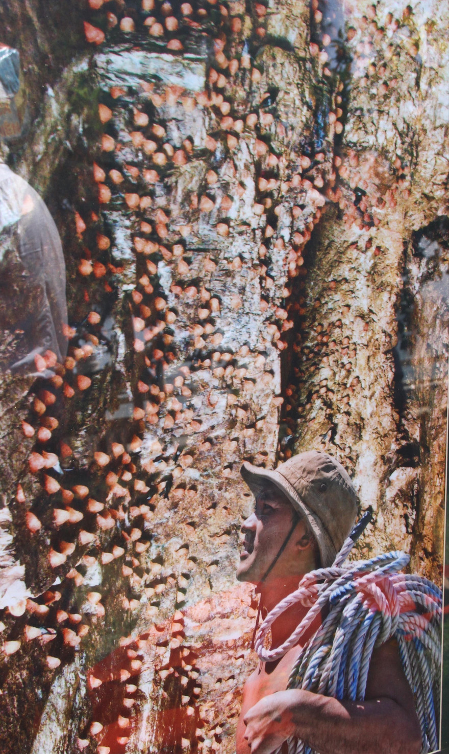 Công nhân khai thác yến huyết tại Khánh Hòa Ảnh: Nguyễn Lúc 