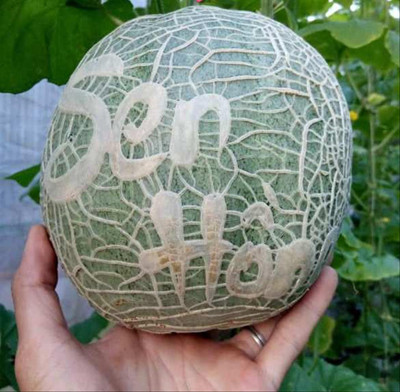 Sản phẩm dưa khắc chữ Sen Hồng của anh Trần Thanh Tiền. Ảnh: U.D