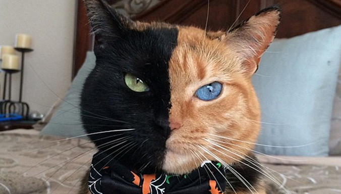 Mèo lạ gây sốt mạng