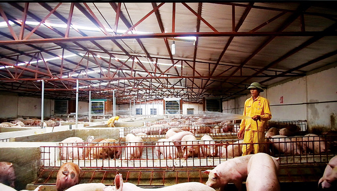 Quy định nước thải từ trang trại công nghiệp phải đạt loại A khó có doanh nghiệp nào đáp ứng được. Ảnh: P.V.