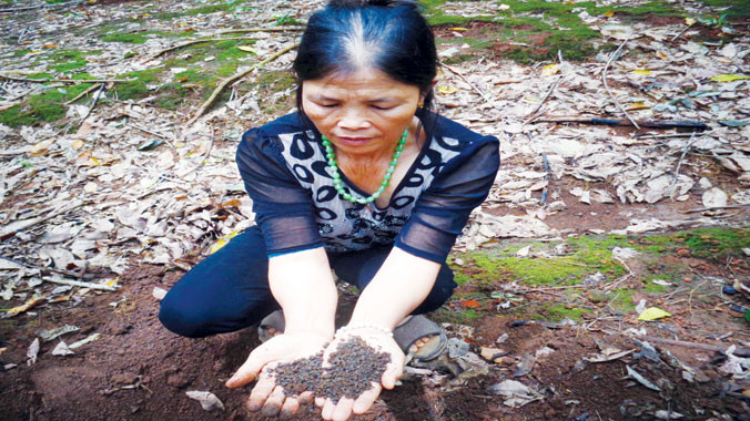 Phân bón giả - Tai họa của nhà nông